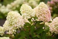 Hydrangea 'Little Fraise' showing stages of flowers turning pink                 