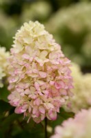 Hydrangea 'Little Fraise' close up of pink flowers
