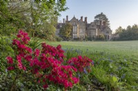 Rhododendron 'Hinode-giri' flowering in Spring with a view of a country manor house - April