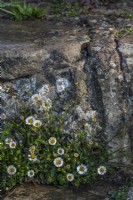 Erigeron karvinskianus flowering at the base of a stone wall in Spring - April
