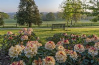 Rhododendron 'Horizon Monarch' flowering in Spring with view of distant landscape - April