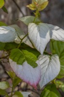 Actinidia kolomikta variegated leaves in Spring - April