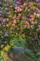 Mature Rhododendron forming an arch over a gravel path flowering in Spring - April