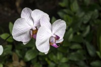 Phalaenopsis 'Mad Hatter' moth orchids
