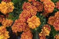 Tagetes erecta 'Solena Bee' marigold