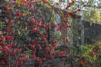 Double Chaenomeles speciosa 'Scarlet Storm' flowering on old brick wall in Spring - April