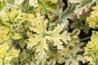 Pelargonium 'Silver Clorinda'