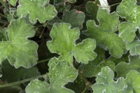 Pelargonium tomentosum, peppermint-scented geranium