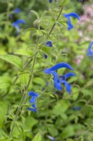 Salvia microphylla 'Blue angel'