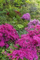 Deciduous pink Azaleas flowering in an informal country cottage woodland garden in Spring - May