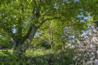 View of mixed Magnolias flowering in an informal woodland garden in Spring - May