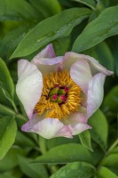 Paeonia 'Picottee' flowering in Spring - May