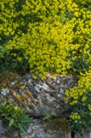 Euphorbia cyparissias flowering in a stone wall in Spring - May 