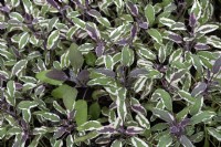 Salvia officinalis 'Hexenmantel'