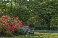 View of a wooden bench set amongst deciduous azaleas flowering in an informal country cottage Spring garden - May