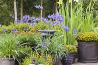 A collection of pots with Agapanthus 'Northern Star' around bird bath - Cheshire - July