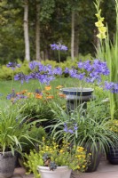 A collection of pots with Agapanthus 'Northern Star' and  Delosperma 'Suntropics Yellow' around bird bath - Cheshire - July