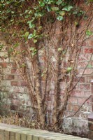 Aerial roots of ivy clinging to old brick wall