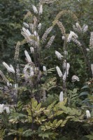 Actaea simplex 'Atropurpurea Group' with flowers and seedpods together - Bugbane 