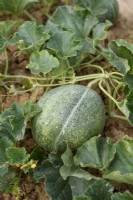 Cucumis melo - Melon 'Petit Gris de Rennes'