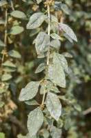 Symptoms of mildew on Chinese Wolfberry leaves