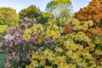 Colourful deciduous azaleas flowering in an informal country garden in Spring - May