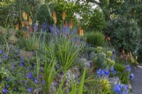 Kniphofia 'Tawny King' and Salvia 'Blue Spire' flowering with other perennilas on a terraced dry rock garden in Summer - July