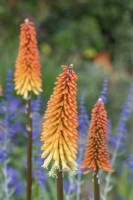 Kniphofia 'Tawny King' flowering in Summer - July