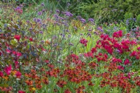 Verbena bonariensis flowering with Helenium 'Sahins Early Flowerer' in a country cottage garden border in Summer - June