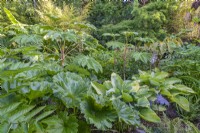 Diphylleia grayi, Rodgersia nepalensis, Darmera peltata in a formal contemporary designer exotics garden in Summer - July