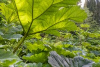 Gunnera manicata leaves in Summer - July
