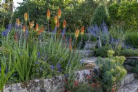 Kniphofia 'Tawny King' and Salvia 'Blue Spire' flowering with other perennials on a terraced dry rock garden in Summer - July