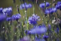 Centaurea cyanus 'Blue Boy' - Cornflower 'Blue Boy'