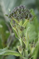 Brassica oleracea  Italica Group  'Early Purple Sprouting'  Purple Sprouting Broccoli  April