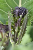 Brassica oleracea  Italica Group  'Early Purple Sprouting'  Purple Sprouting Broccoli  April