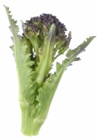 Brassica oleracea  Italica Group  'Early Purple Sprouting'  Picked floret of Purple Sprouting Broccoli  April