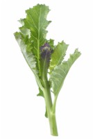 Brassica oleracea  Italica Group  'Early Purple Sprouting'  Picked floret of Purple Sprouting Broccoli  March
