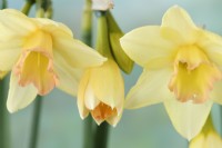 Narcissus  'Blushing Lady'  Daffodil  Div 7 Jonquilla  April
