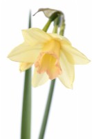 Narcissus  'Blushing Lady'  Daffodil  Div 7 Jonquilla  April