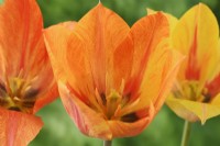 Tulipa  'El Nino'  Tulip  Single Late Group  April