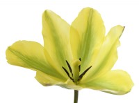 Tulipa  'Formosa'  Tulip  Viridiflora Group  April