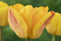 Tulipa  'Blushing Apeldoorn'  Tulip  Darwin Hybrid Group  April
