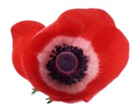 Anemone coronaria  One colour from a mixture  April
