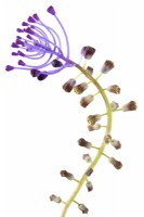 Muscari comosum  Tassel hyacinth  Grape Hyacinth  May