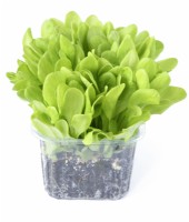 Lactuca sativa  'Gustav's Salad'  Lettuce seedlings grown for young salad leaves in plastic container  May