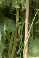 Phaseolus vulgaris 'Helda' Climbing French Bean clambering up bamboo canes