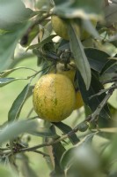 Citrus aurantium 'Turcicum Salicifolia' Turkish Variegated Sour Orange