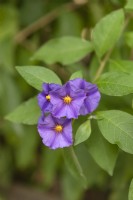 Lycianthes rantonnetii, blue potato bush 