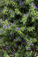Lycianthes rantonnetii, blue potato bush 