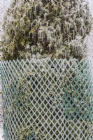 Thuja occidentalis - White Cedar tree  wrapped with protective green plastic mesh fence to prevent branches from breaking from accumulated heavy ice and snow in winter.